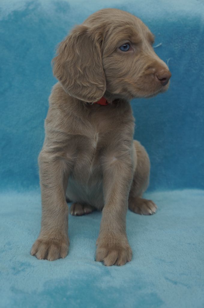 De L'Ambre d'Espoir Des Hdf - Chiots disponibles - Braque de Weimar