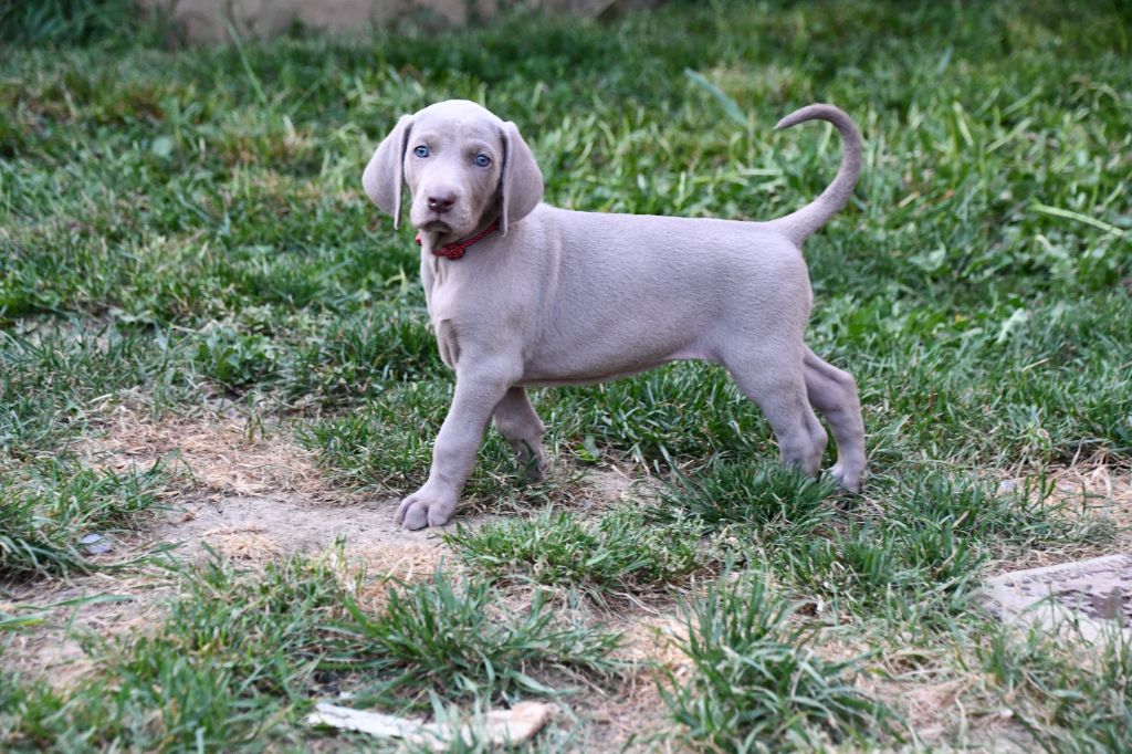 De L'Ambre d'Espoir Des Hdf - Chiots disponibles - Braque de Weimar