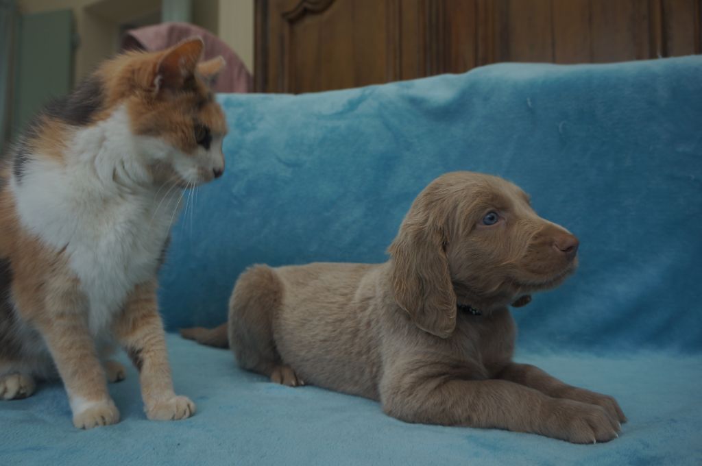 De L'Ambre d'Espoir Des Hdf - Chiots disponibles - Braque de Weimar