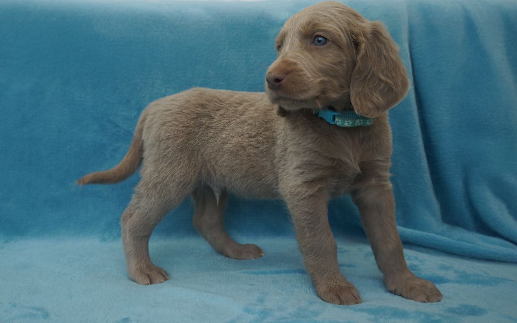 De L'Ambre d'Espoir Des Hdf - Chiots disponibles - Braque de Weimar