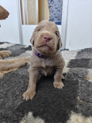 Chiot N°5