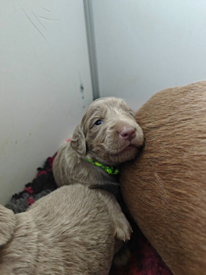 Chiot N°7