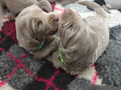Chiot N°6