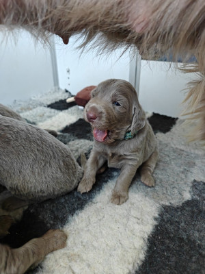 Chiot N°9