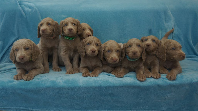 CHIOT 1