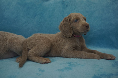 CHIOT 9