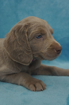 CHIOT 8