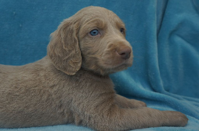 CHIOT 3
