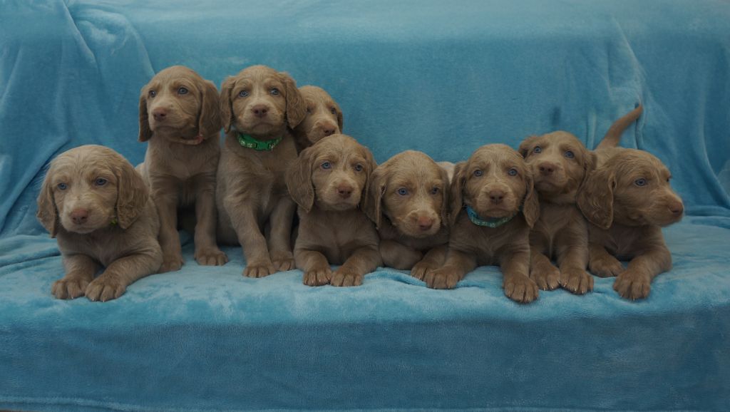 De L'Ambre d'Espoir Des Hdf - Chiots disponibles - Braque de Weimar