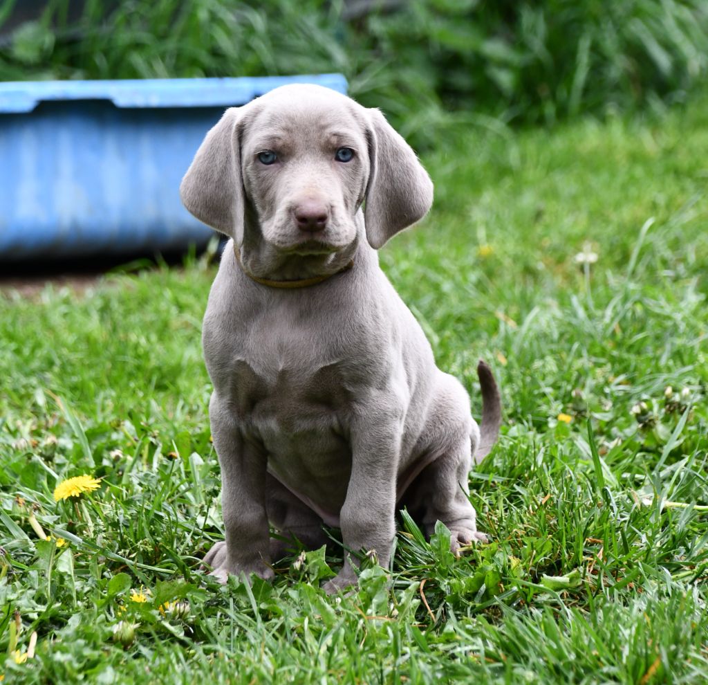De L'Ambre d'Espoir Des Hdf - Chiots disponibles - Braque de Weimar