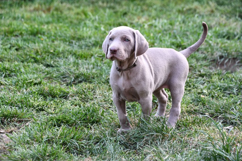 De L'Ambre d'Espoir Des Hdf - Chiots disponibles - Braque de Weimar