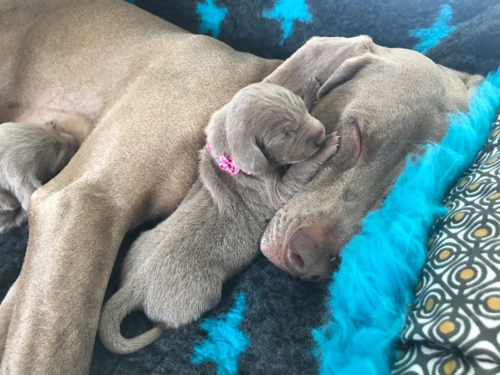 Chiot Braque de Weimar De L'Ambre d'Espoir Des Hdf