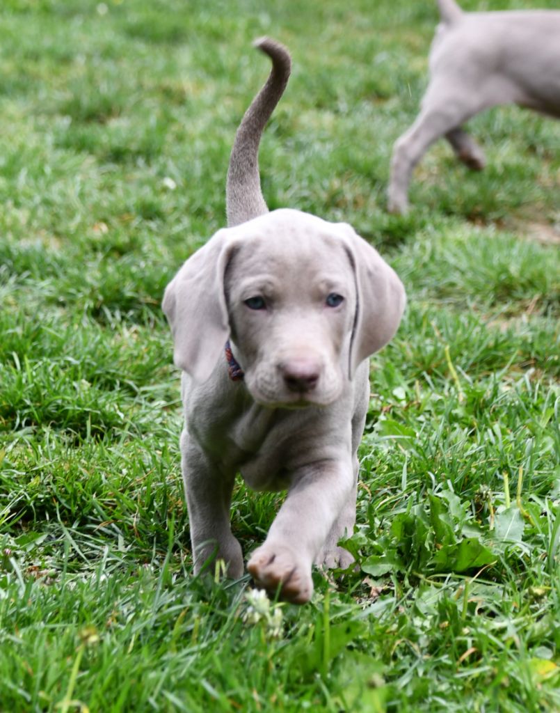 De L'Ambre d'Espoir Des Hdf - Chiots disponibles - Braque de Weimar