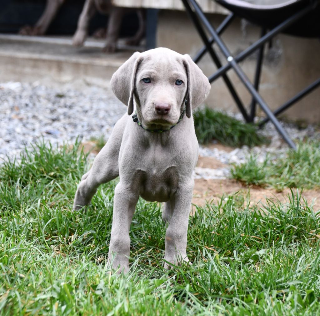 De L'Ambre d'Espoir Des Hdf - Chiots disponibles - Braque de Weimar