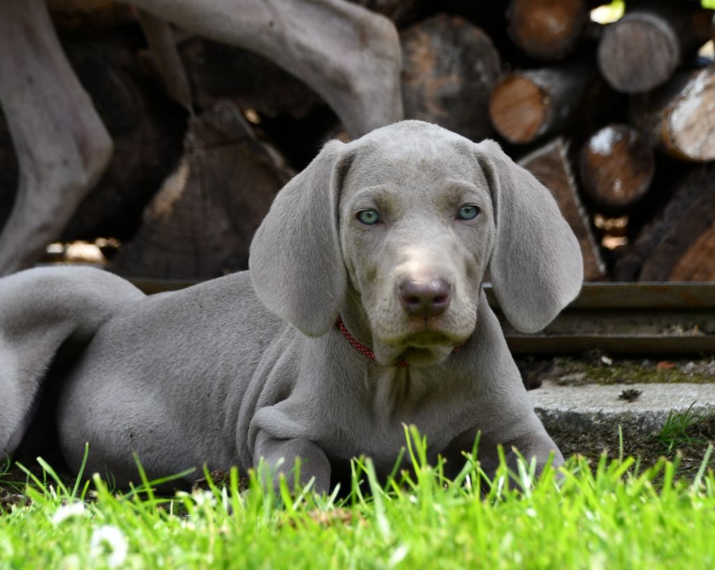 De L'Ambre d'Espoir Des Hdf - Chiots disponibles - Braque de Weimar