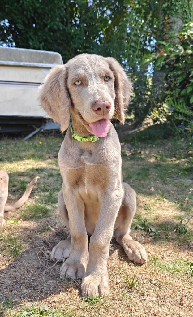 De L'Ambre d'Espoir Des Hdf - Chiots disponibles - Braque de Weimar