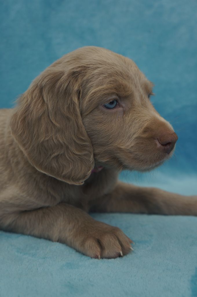 De L'Ambre d'Espoir Des Hdf - Chiots disponibles - Braque de Weimar