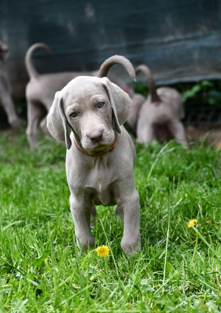 De L'Ambre d'Espoir Des Hdf - Chiots disponibles - Braque de Weimar