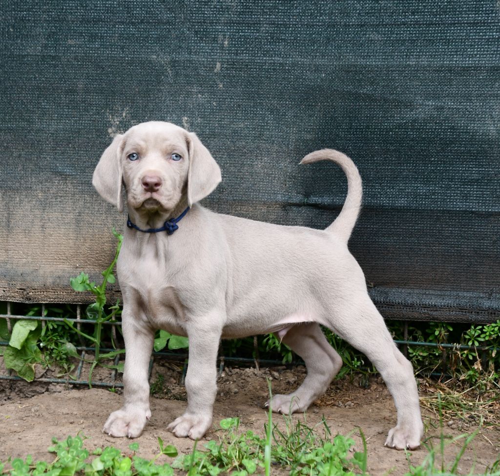 De L'Ambre d'Espoir Des Hdf - Chiots disponibles - Braque de Weimar
