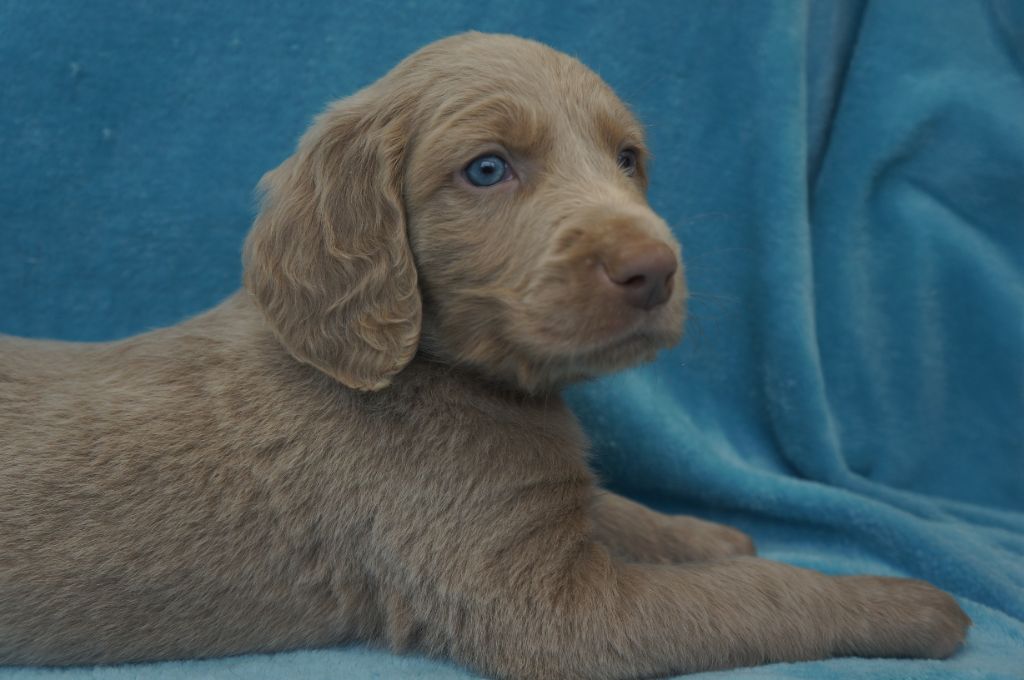 De L'Ambre d'Espoir Des Hdf - Chiots disponibles - Braque de Weimar