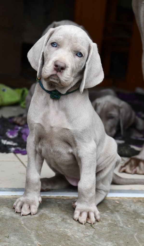 De L'Ambre d'Espoir Des Hdf - Chiots disponibles - Braque de Weimar